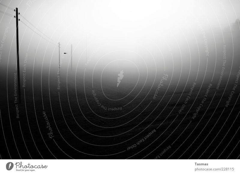 Last Day of Magic Energiewirtschaft Nebel Endzeitstimmung Elektrizität Strommast Vogel Sonne Schwarzweißfoto Außenaufnahme Menschenleer Licht Schatten