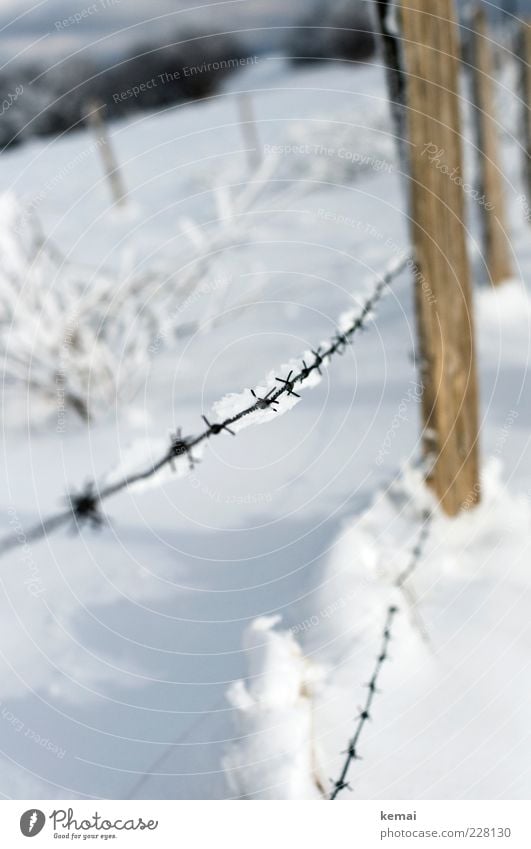 Stacheldraht Umwelt Natur Landschaft Pflanze Sonnenlicht Winter Schönes Wetter Eis Frost Schnee Sträucher Zaun Stacheldrahtzaun Pfosten hell kalt weiß gefroren