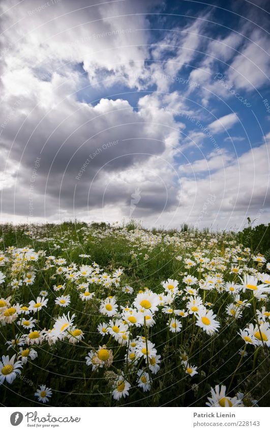 träum ich? Umwelt Natur Landschaft Pflanze Urelemente Luft Himmel Wolken Sommer Klima Wetter Schönes Wetter Blume Wildpflanze Wiese Hügel Duft schön Margerite