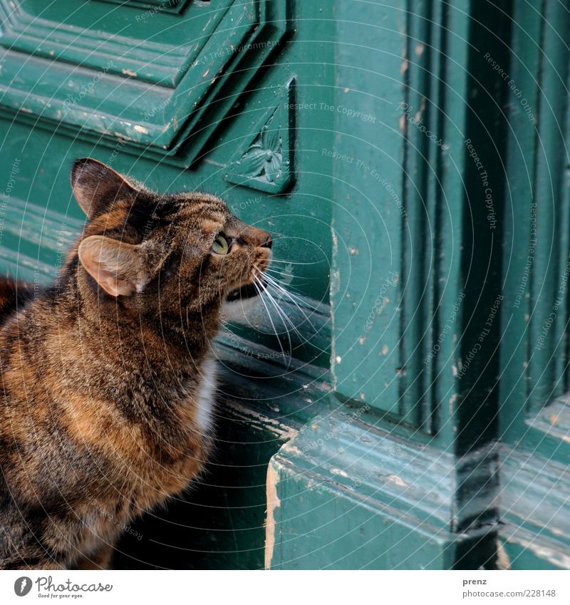 Katze Tier Haustier Tiergesicht 1 ästhetisch braun weiß Tür alt Ohr Auge Tierporträt aufmachen Farbfoto Außenaufnahme Nahaufnahme Zentralperspektive Miau