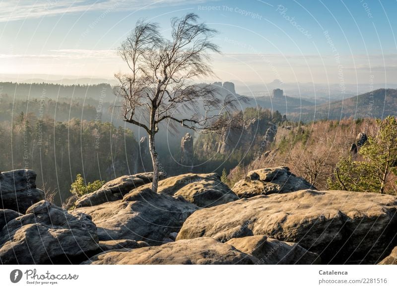 Birke die auf Felsen steht, Elbsandsteingebirge Winter wandern Landschaft Pflanze Horizont Schönes Wetter Baum Fichte Tanne Wald Berge u. Gebirge genießen