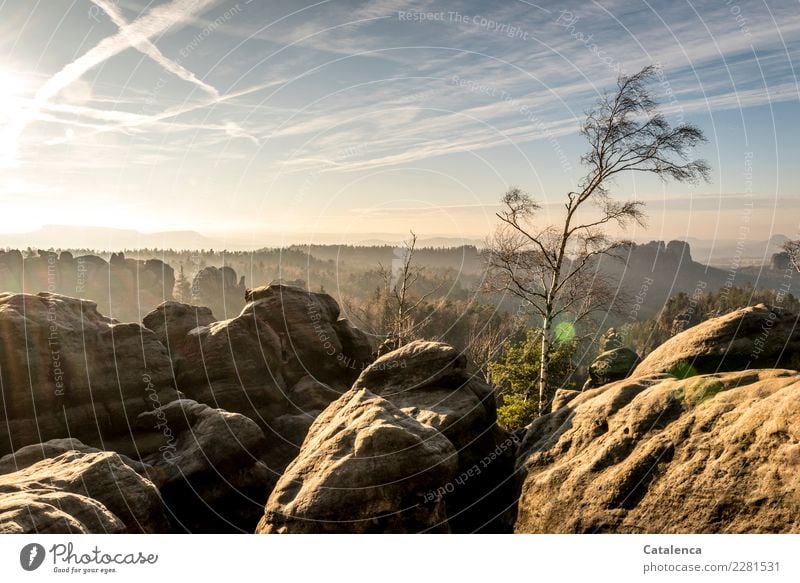 Schöne Aussichten; Felsen im Elbsandsteingebirge im Winter Natur Landschaft Himmel Horizont Schönes Wetter Baum Birke Wald Berge u. Gebirge Schlucht Sandstein