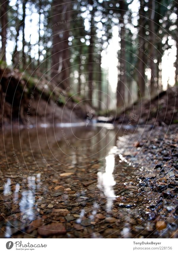 Little big River Umwelt Natur Pflanze Urelemente Sand Luft Wasser Herbst Baum Wald Bach Stein kalt Farbfoto Außenaufnahme Nahaufnahme Detailaufnahme