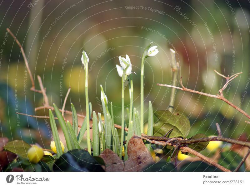 Frühlingserwachen Umwelt Natur Pflanze Urelemente Blume Blüte Wildpflanze hell natürlich braun grün weiß Schneeglöckchen Frühblüher Blühend Blütenknospen