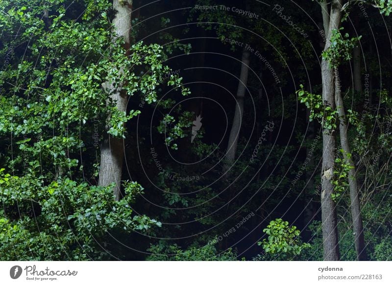 Tiefe Wälder ruhig Freiheit Umwelt Natur Landschaft Baum Wald ästhetisch Einsamkeit entdecken Erwartung bedrohlich geheimnisvoll Idylle Leben Mut Neugier Risiko