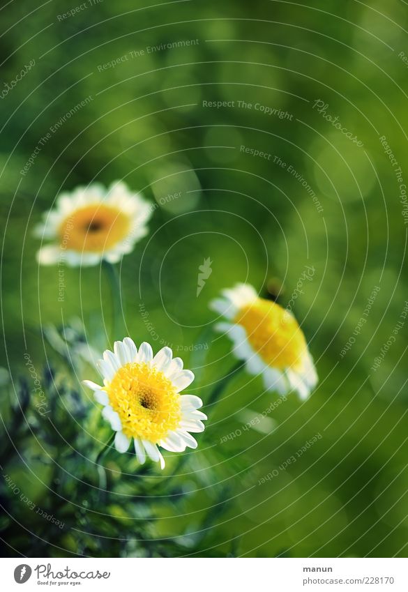 Zeit für Blumen Natur Frühling Sommer Blatt Blüte Margerite Duft hell natürlich schön Frühlingsgefühle Naturwuchs Farbfoto Außenaufnahme Nahaufnahme