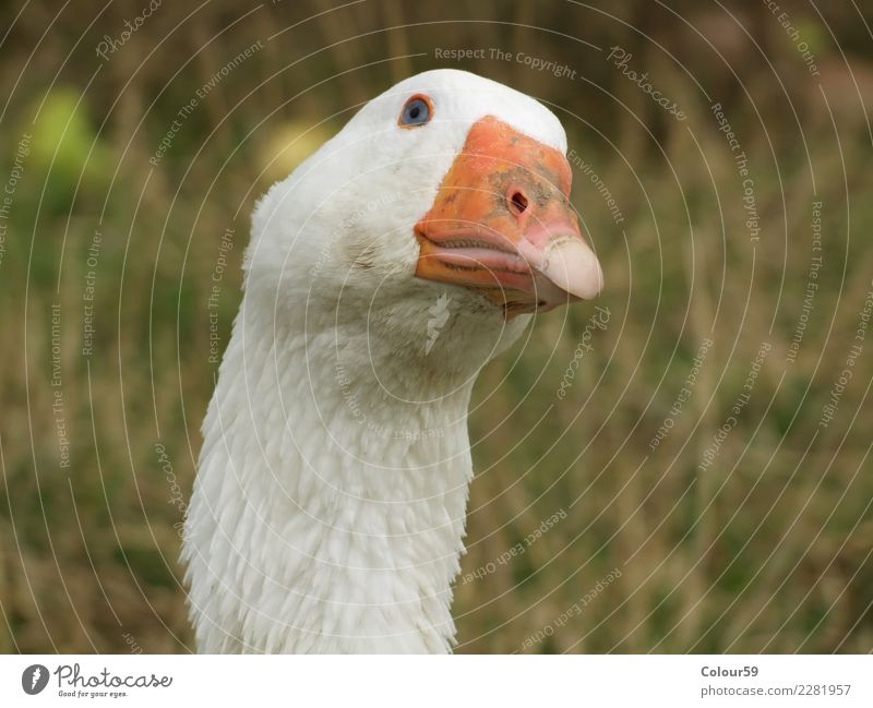 Gans Lebensmittel Tier Nutztier Vogel Tiergesicht 1 natürlich weiß Geflügel Schwimmtier Feder Weihnachtsbraten Braten Essen Gänsebraten Tierporträt Schnabel