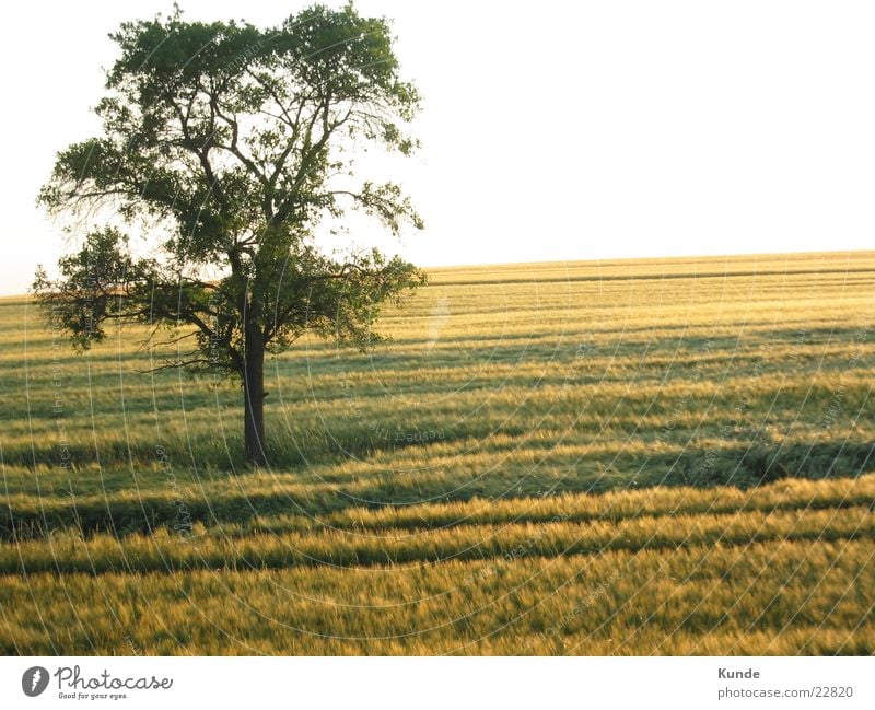 Baum auf Feld Getreide Sonne