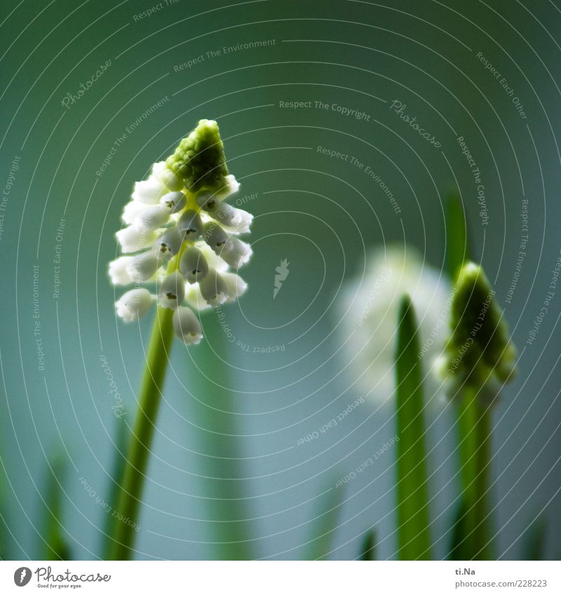 Frühlingsboten Umwelt Natur Pflanze Blüte Wildpflanze Traubenhyazinthe Blühend Duft Wachstum schön blau grün weiß Frühlingsgefühle Vorfreude Farbfoto