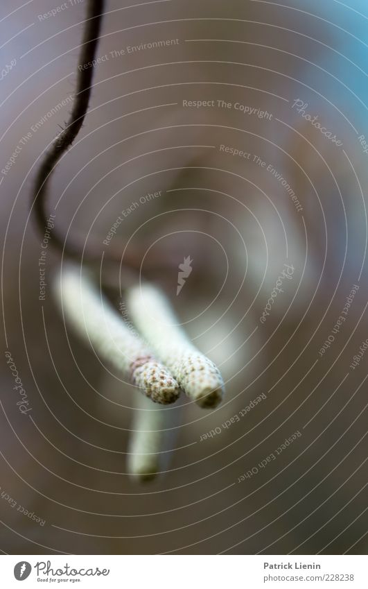 blurry Umwelt Natur Pflanze Baum Wildpflanze Samen Frucht Ast Birke zart grün Farbfoto Außenaufnahme Nahaufnahme Makroaufnahme Textfreiraum oben Tag Licht