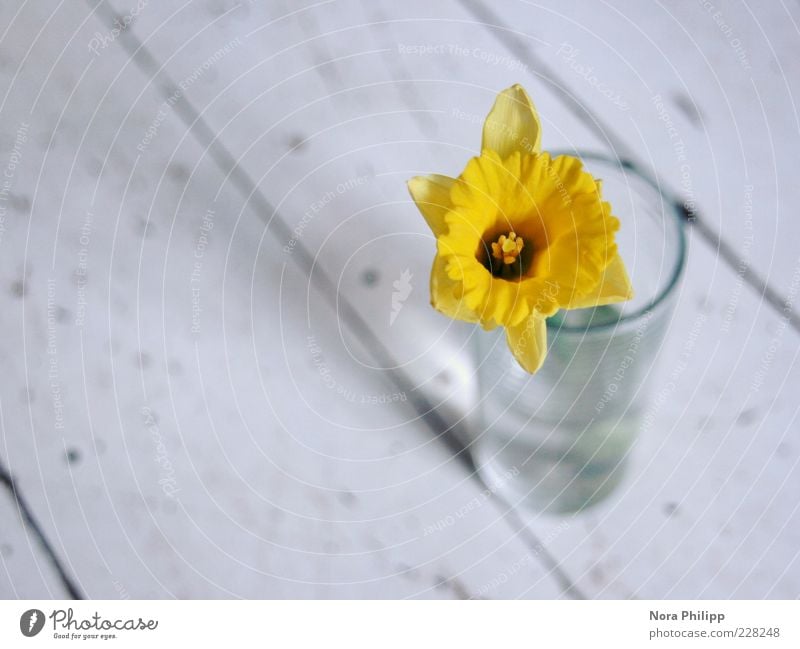 Wenn ich dich so sehe... Duft Natur Pflanze Frühling Blume Blüte Gelbe Narzisse Narzissen Blühend ästhetisch natürlich blau gelb Frühlingsgefühle Linie