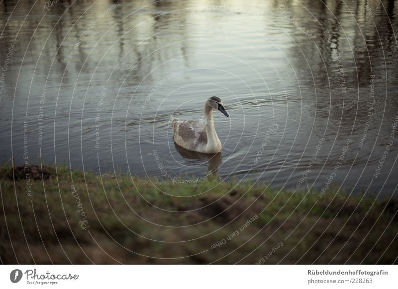 Swan Umwelt Natur Wasser Gras Flussufer Tier Wildtier Schwan Flügel 1 frei braun grau grün ruhig Farbfoto Außenaufnahme Menschenleer Abend