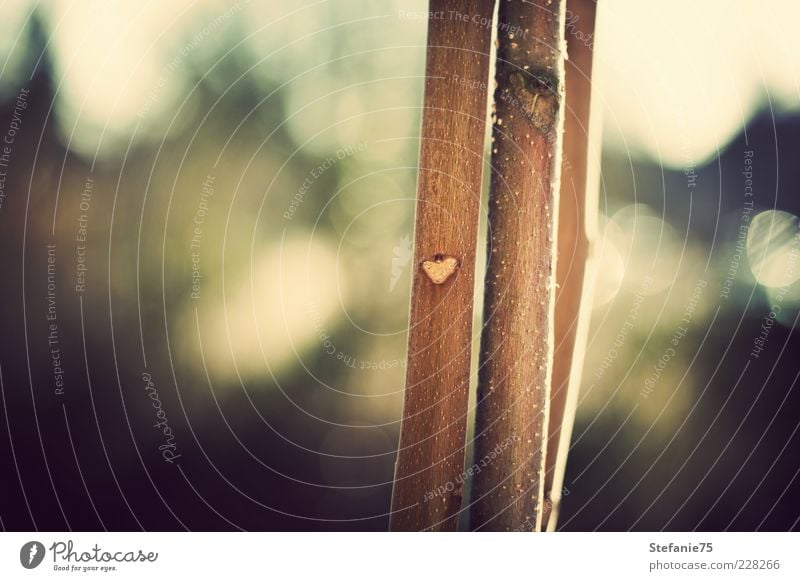 Natürliches Herz Natur Sonnenlicht Schönes Wetter Pflanze Baum Holz Zeichen entdecken Freundlichkeit Fröhlichkeit schön einzigartig niedlich braun grün Gefühle