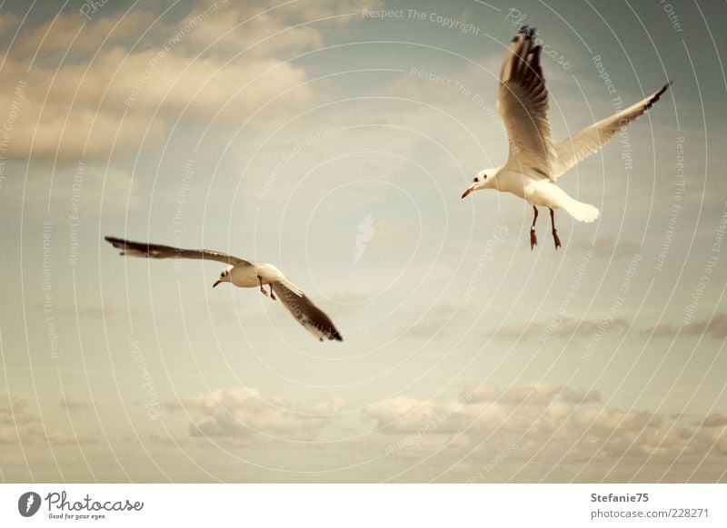 Die Möwen Natur Tier Urelemente Erde Luft Himmel Wolken Sommer Schönes Wetter Wind Küste Strand Meer Wildtier Vogel 2 Bewegung drehen fliegen genießen