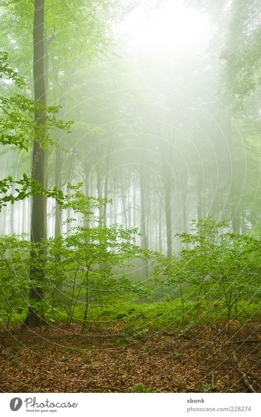 waldwald Umwelt Natur Landschaft Pflanze Sommer Nebel Baum Sträucher Urwald grün Wald Morgen Menschenleer Gegenlicht Loch Lichterscheinung Nebelwald