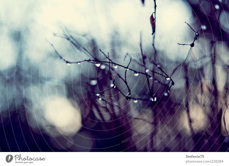 Kleine Diamanten Natur Urelemente Wassertropfen Frühling Winter Schönes Wetter Regen Baum Sträucher Garten Tropfen einfach Macht Tatkraft Leidenschaft Romantik