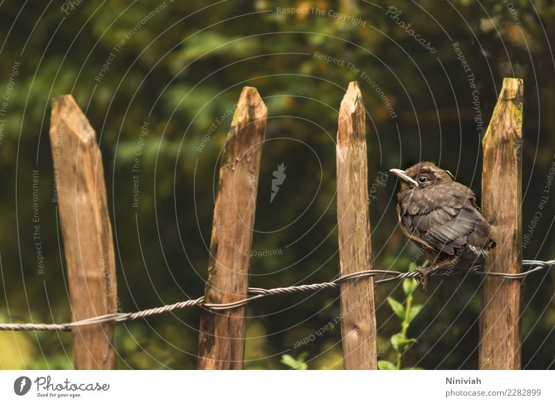 Amsel auf Staketenzaun Garten Natur Frühling Sommer Sträucher Tier Wildtier Vogel Flügel 1 Tierjunges niedlich Abenteuer Beginn Gartenzaun Landhaus Bauerngarten