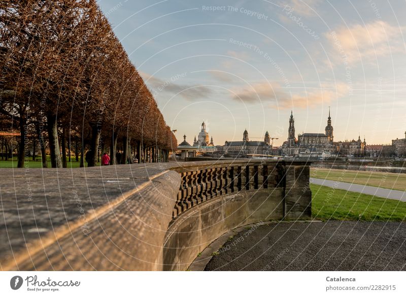 Dresden, Blick auf die Altstadt Winter Pflanze Himmel Schönes Wetter Gras Sträucher Flussufer Elbe Hauptstadt Skyline Kirche Dom authentisch blau braun grün