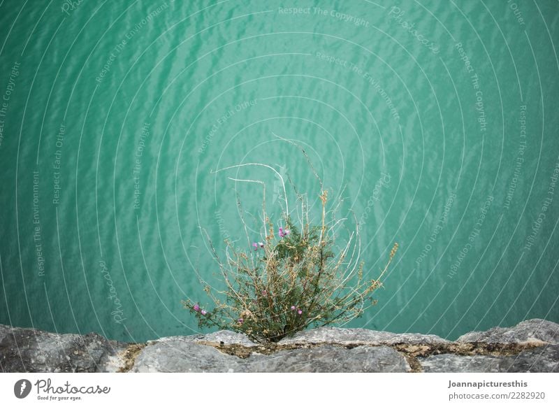 Vertigo Umwelt Natur Pflanze Wasser Sträucher Wildpflanze Felsen Schlucht Wellen Seeufer Flussufer Fjord Brücke Wachstum wild türkis Frühlingsgefühle