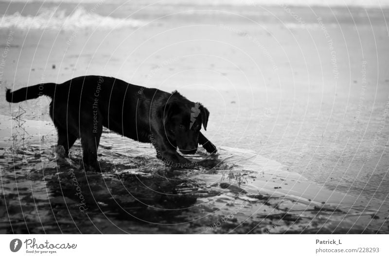 emi Tier Hund 1 Spielen Glück Neugier wild schwarz Freude Fröhlichkeit Begeisterung Ausdauer Interesse Wasser Eisscholle grau Labrador Schwarzweißfoto