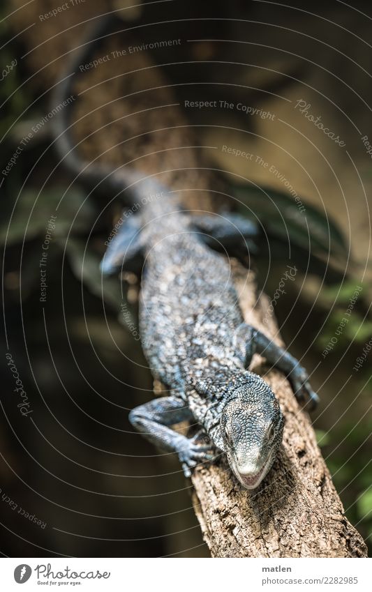 blauer Leguan Tier Tiergesicht Schuppen Pfote 1 dunkel exotisch braun grün Echsen Maul offen Ast Leguane Farbfoto Gedeckte Farben Nahaufnahme Menschenleer