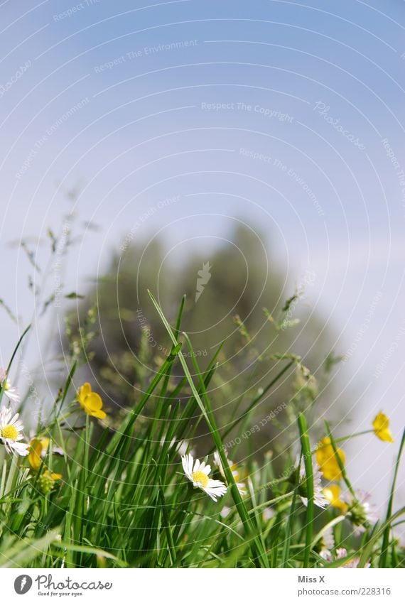 Sommerwiese Natur Pflanze Frühling Schönes Wetter Baum Blume Gras Blüte Wiese Blühend Duft Wachstum positiv Erholung Blumenwiese Hahnenfuß Gänseblümchen