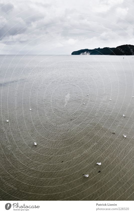 Sprung ins Wasser Umwelt Natur Landschaft Urelemente Himmel Wolken Gewitterwolken Wetter schlechtes Wetter Wind Küste Ostsee Meer Insel Tier Vogel Tiergruppe