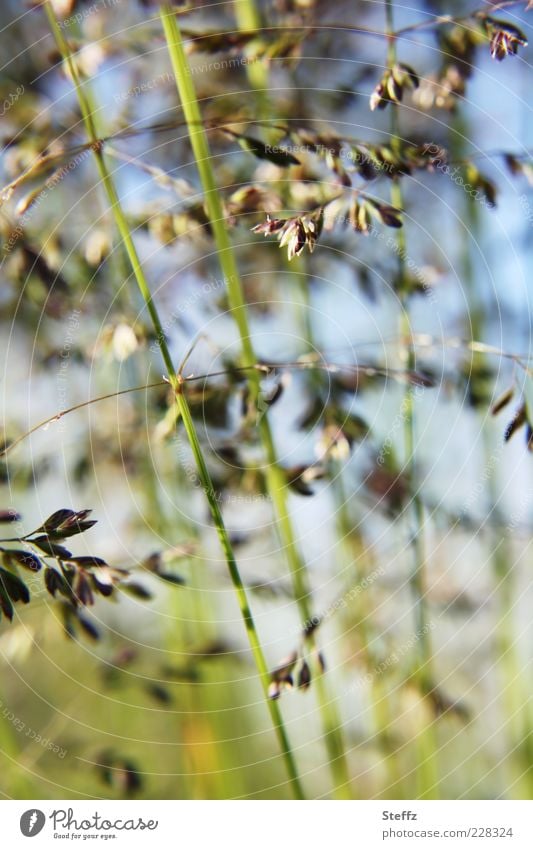 Grasgeflüster im Wind Grasblüte Gräserblüte Halm Gras im Wind Graswiese Grashalm Grashalme Wiese Wildpflanze gewöhnlich einfach heimisch unscheinbar Sommerwind