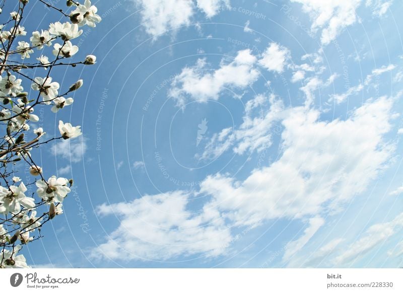 Wind aus Südwestfrühling Leben harmonisch Ferien & Urlaub & Reisen Valentinstag Muttertag Hochzeit Geburtstag Taufe Umwelt Himmel Wolken Horizont Frühling