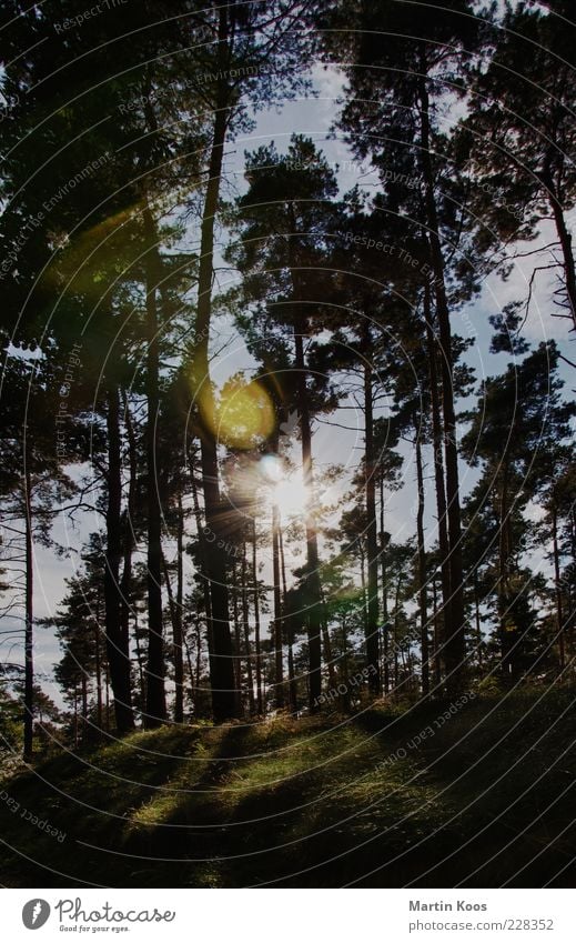 zum beispiel letztes jahr im sommer II Natur Landschaft Pflanze Baum Wald hell Wiese Nadelbaum Nadelwald Sommer Farbfoto Außenaufnahme Licht Kontrast