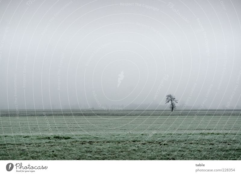 frieren Umwelt Natur Landschaft Pflanze Himmel Herbst Winter Klima Wetter Eis Frost Baum Gras Wiese Feld Weide Unendlichkeit kalt grau grün Einsamkeit