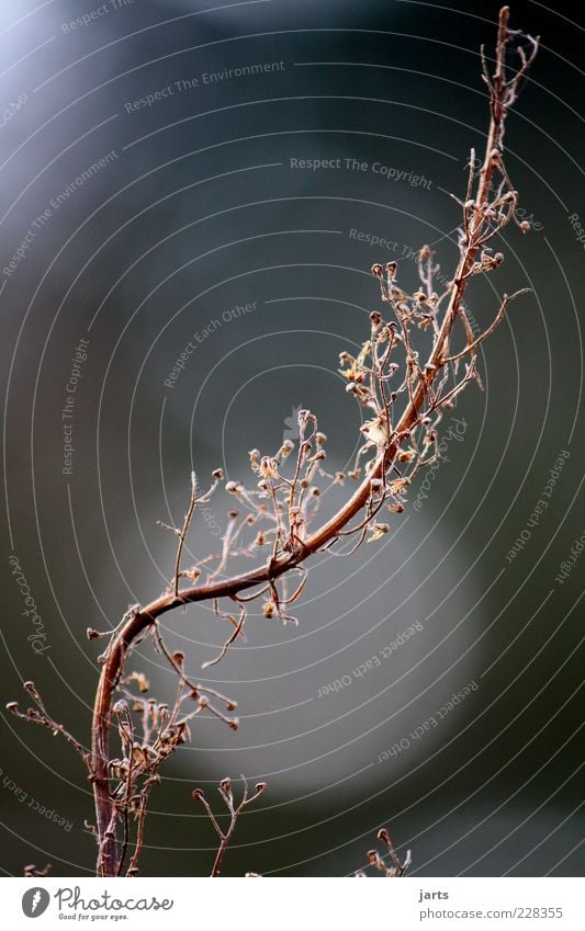 criss-cross Natur Pflanze krumm Farbfoto Außenaufnahme Menschenleer Textfreiraum oben Tag trocken getrocknet Strukturen & Formen Hintergrund neutral