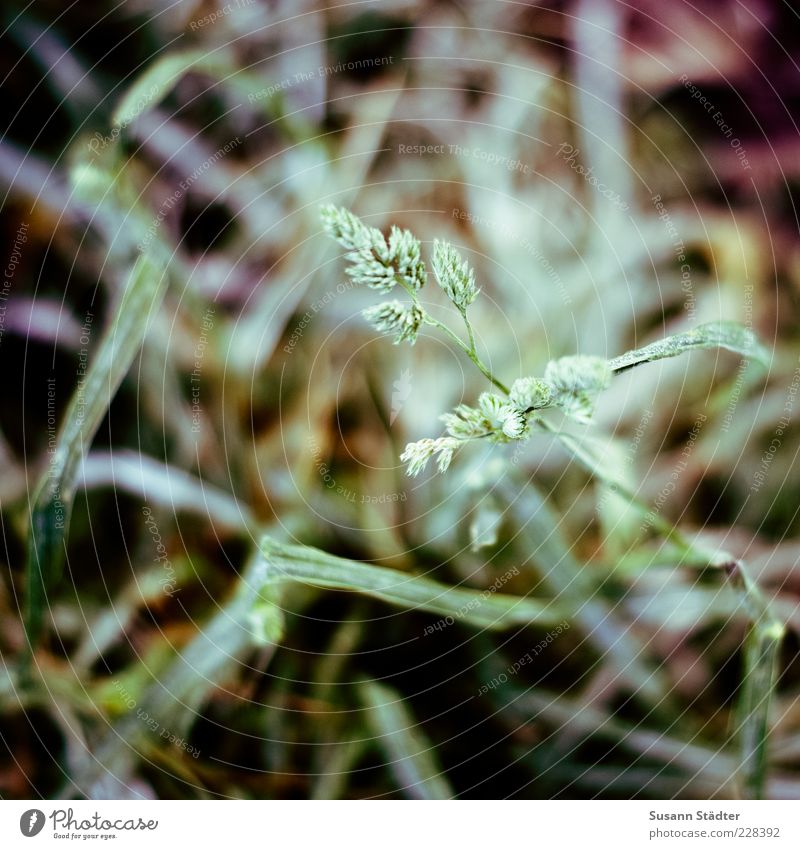 Lichtblick Natur Erde Pflanze Gras Sträucher dehydrieren Winter Grasnarbe Halm Dürre matschig kalt Überleben Nahaufnahme Detailaufnahme Makroaufnahme Schatten