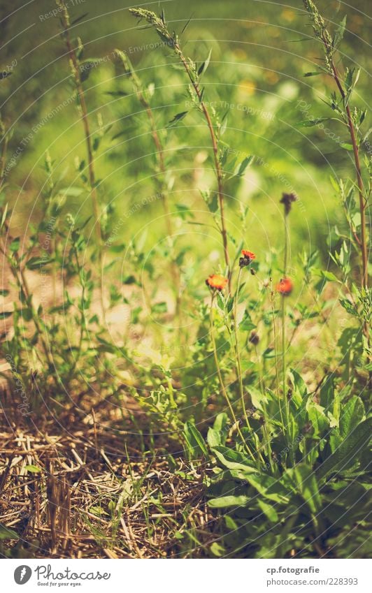 Vergrünt Natur Pflanze Sonnenlicht Sommer Herbst Schönes Wetter Blume Gras Grünpflanze Garten Wiese Duft Tag Licht Schwache Tiefenschärfe Blüte Stengel