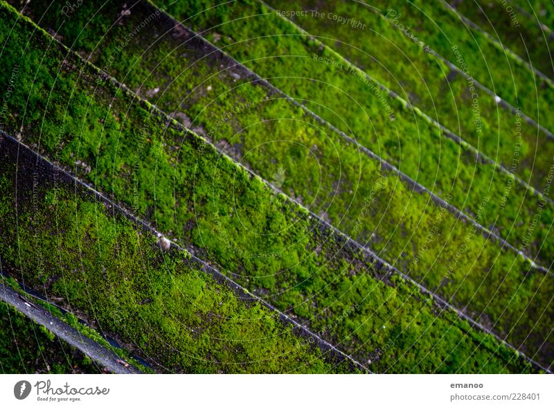 green lines Natur Pflanze Klima Moos Grünpflanze Mauer Wand Treppe Fassade Stein alt kalt nass grün Symmetrie Wandel & Veränderung feucht Moosteppich Linearität