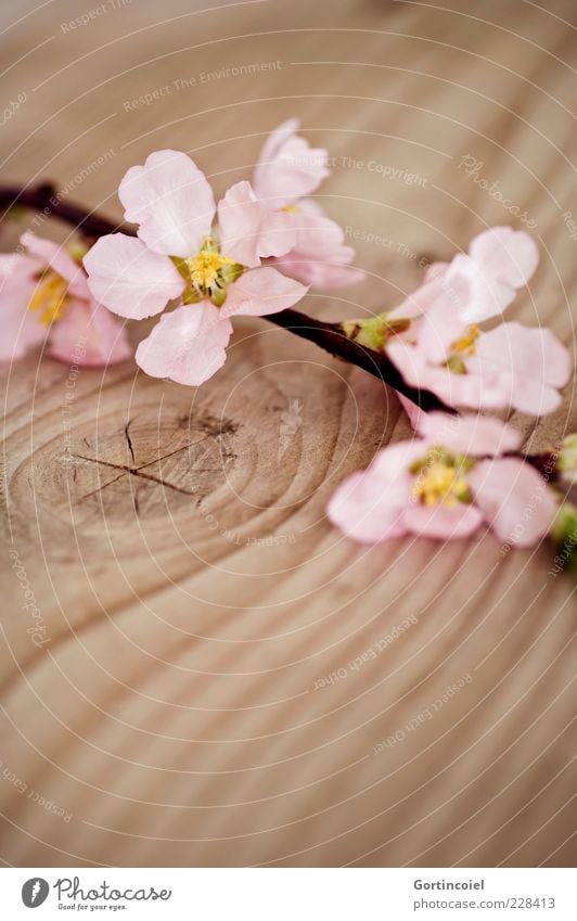 Frühlingsboten Natur Pflanze Blume Blüte schön rosa Holztisch Zweig Blütenblatt Frühlingsgefühle Pfirsichblüten Farbfoto Gedeckte Farben Innenaufnahme