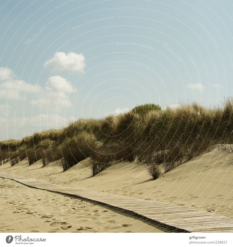 auf dem holzweg Umwelt Natur Landschaft Pflanze Urelemente Sand Himmel Wolken Sommer Schönes Wetter Sträucher Grünpflanze Küste Strand Nordsee Meer Insel Düne