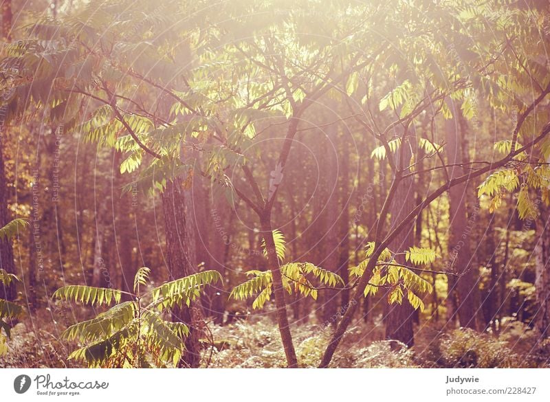 Sommersehnsucht harmonisch Umwelt Natur Landschaft Sonne Sonnenlicht Herbst Schönes Wetter Wärme Pflanze Baum Sträucher Wildpflanze Wald hell natürlich schön