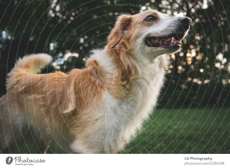 Glücklicher süßer Hund Spielen Sommer Freundschaft Mund Natur Tier Gras Pelzmantel Haustier stehen klein niedlich braun gelb gold grün weiß züchten Welpe Feld