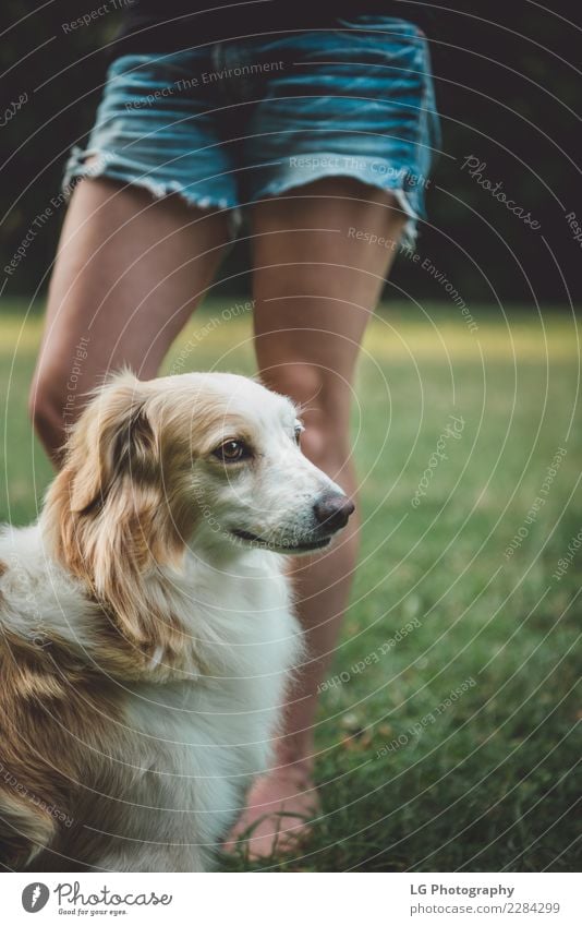 Glücklicher süßer Hund Spielen Sommer Freundschaft Mund Natur Tier Gras Pelzmantel Haustier stehen klein niedlich braun gelb gold grün weiß züchten Welpe Feld