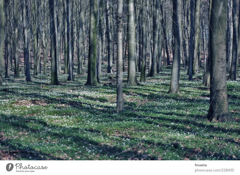 wald Umwelt Natur Landschaft Pflanze Frühling Baum Zeichen Farbfoto Gedeckte Farben Außenaufnahme Textfreiraum unten Tag Licht Schatten Starke Tiefenschärfe