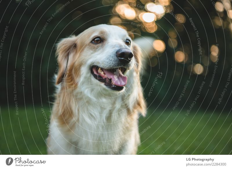 Glücklicher süßer Hund Spielen Sommer Freundschaft Mund Natur Tier Gras Pelzmantel Haustier stehen klein niedlich braun gelb gold grün weiß züchten Welpe Feld