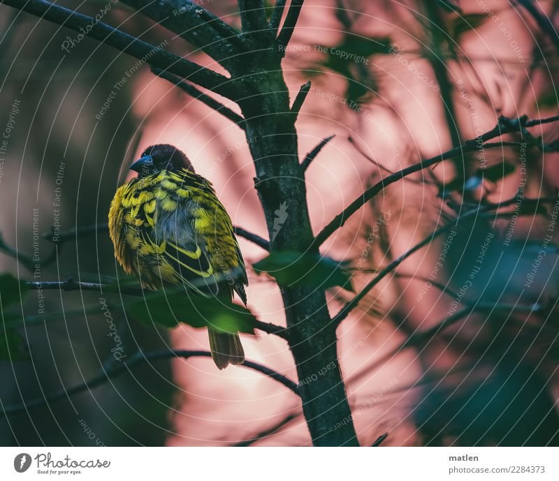 müde Baum Tier Vogel 1 sitzen dunkel gelb grau grün rosa schwarz Müdigkeit Farbfoto Außenaufnahme Nahaufnahme Menschenleer Textfreiraum links