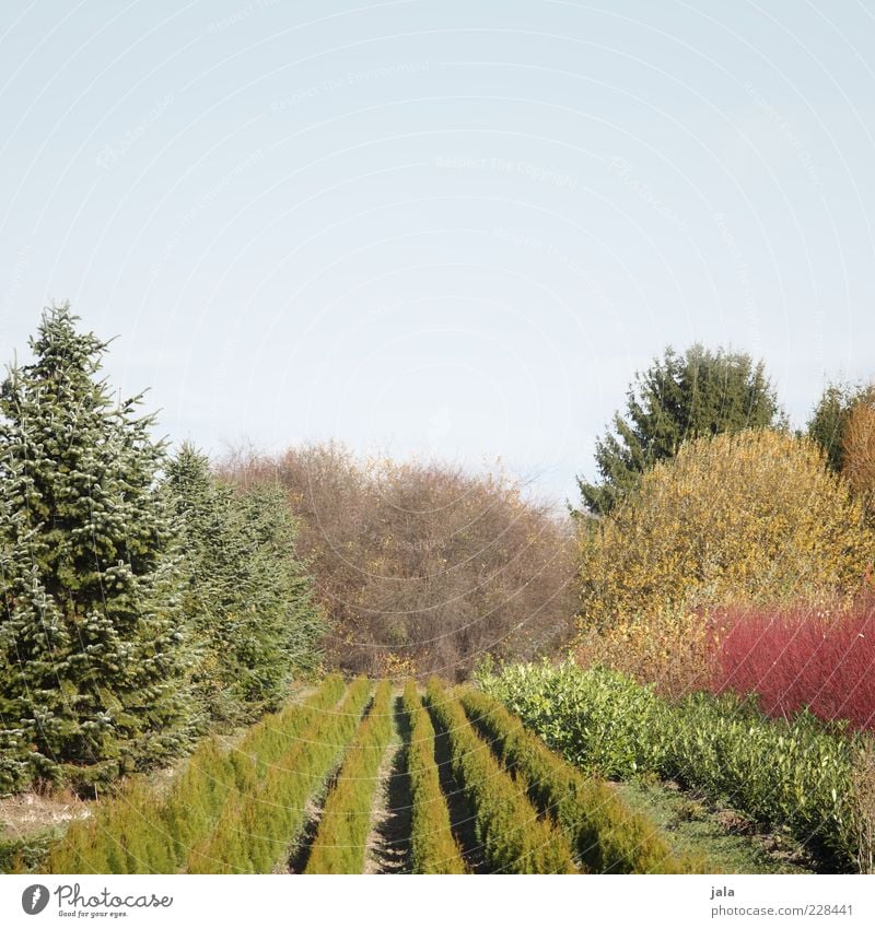 baumschule Natur Landschaft Pflanze Himmel Wolkenloser Himmel Baum Gras Sträucher Grünpflanze Garten Gärtnerei Baumschule Farbfoto Außenaufnahme Menschenleer