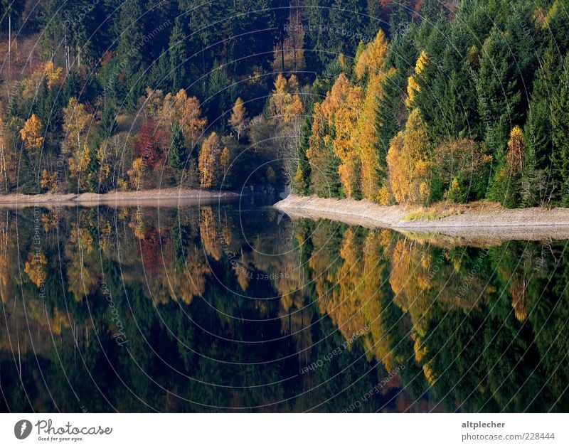 Indian Summer im Frankenwald Umwelt Natur Landschaft Pflanze Wasser Herbst Schönes Wetter Baum Wald Seeufer Stausee Deutschland Idylle Reflexion & Spiegelung