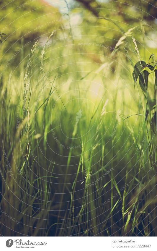 Oase Natur Pflanze Sonne Sonnenlicht Sommer Schönes Wetter Gras Grünpflanze Wiese weich Tag Licht Schatten Schwache Tiefenschärfe Froschperspektive Halm Stengel