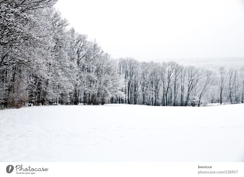 Lichtung Wald Waldlichtung Winter Schnee Baum kalt Natur Menschenleer Panorama (Aussicht) Panorama (Bildformat) Reihe Schneelandschaft Winterwald Waldrand