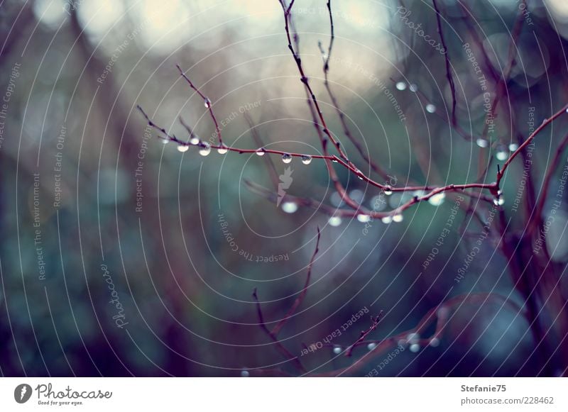 Natürliche Tränen Natur Pflanze Urelemente Wassertropfen Winter Regen Baum Sträucher Geäst Garten ästhetisch elegant frisch schön kalt nass natürlich Gefühle