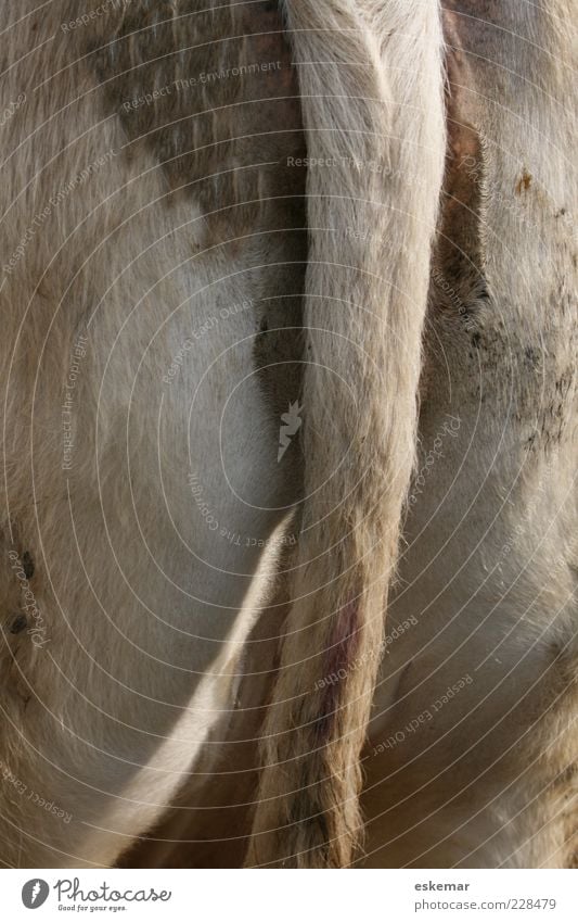 hinten Natur Tier Fell Nutztier Kuh 1 authentisch dick braun grau weiß Schwanz tierisch Hinterteil Vieh Farbfoto Außenaufnahme Menschenleer Tag Sonnenlicht