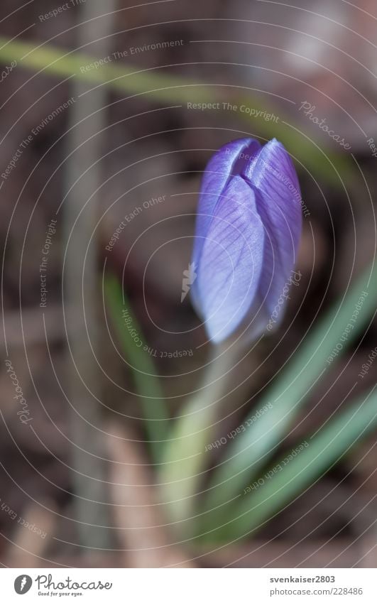 Frühaufsteher Umwelt Natur Pflanze Frühling Blume Blüte Wildpflanze Blühend Duft Wachstum frisch klein schön violett Farbfoto Außenaufnahme Nahaufnahme